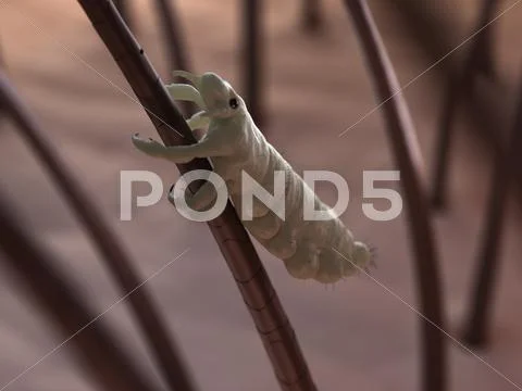 Head louse, artwork Stock Illustration