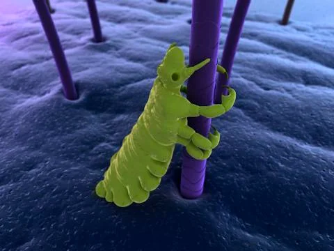 Head louse, artwork Stockillustratie