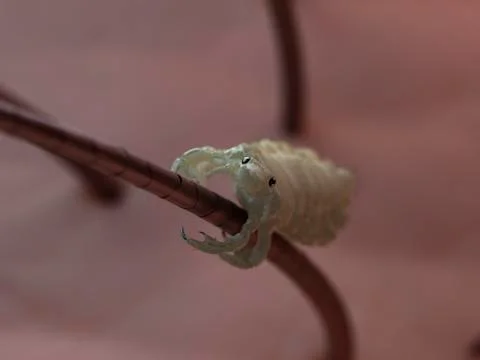 Head louse, artwork Stockillustratie