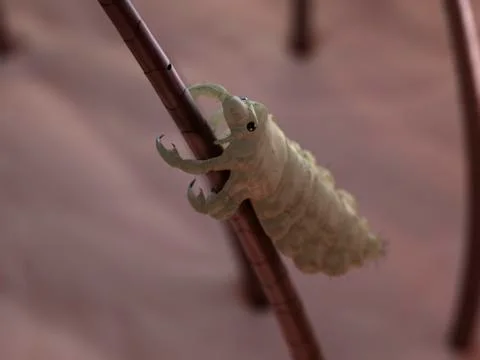 Head louse, artwork Stockillustratie