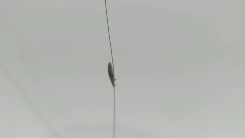 Head Louse Stock Footage 315080043