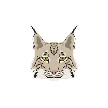 Head of lynx isolated on white background. Stock Illustration
