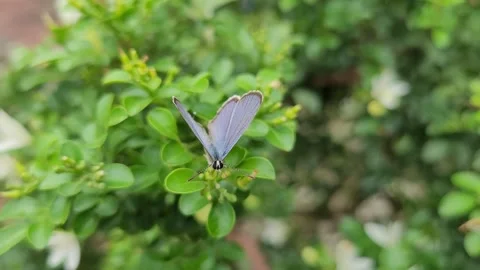 Head-On Macro of Plains Cupid Butterfly Taking Off From Leaves 库存影片 337546818
