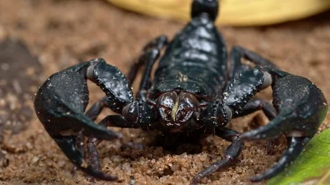 Head On Macro Portrait of a Tropical Scorpion Stock Footage 336164342
