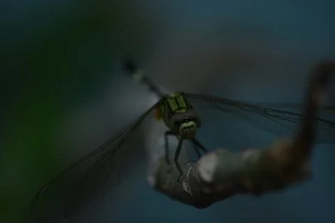 Head-on Macro Shot of a Dragonfly on a Stem Stock Photos