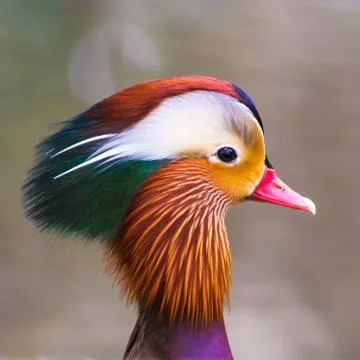 Head of Mandarin duck Stock Photos