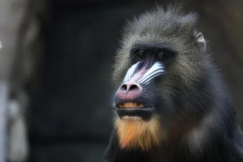 Head of a mandrill. 스톡 사진