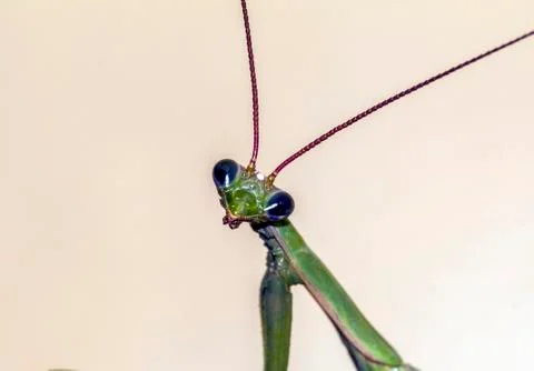Head of mantis Stock Photos