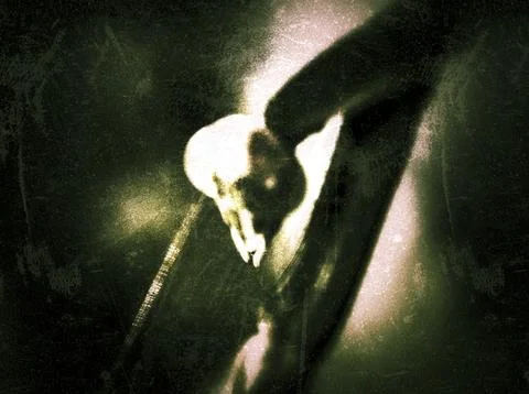 Head mantis Stock Photos