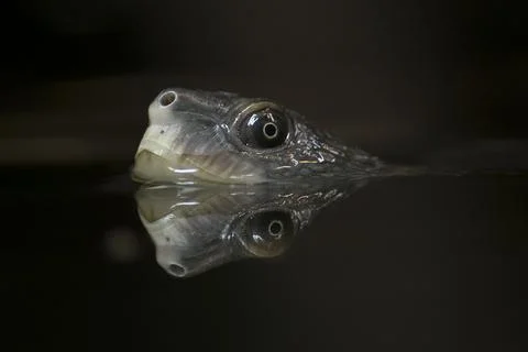 The head of a Mary River turtle (Elusor macrurus) breaking the surface of t.. Stock Photos
