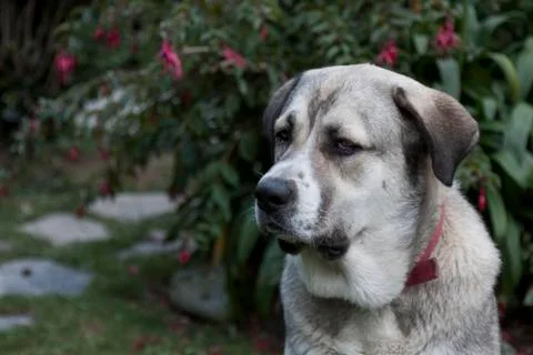 Head of a mastiff Stock Photos