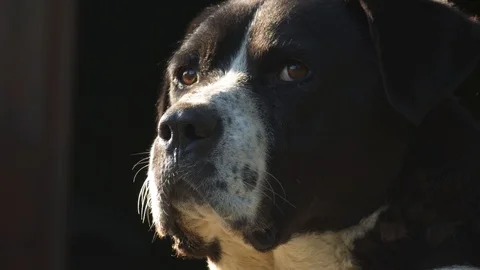 The head of a menacing dog Stock Footage 114262158
