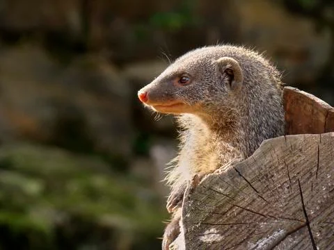 Head of a mongooses in the profile on the right hand side of the image. View Stock Photos