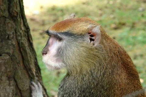 Head monkey Stock Photos