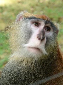 Head monkey Stock Photos