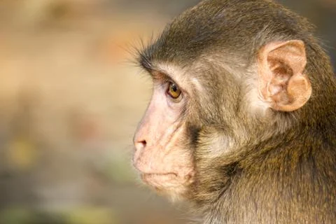 Head of A Monkey Stock Photos