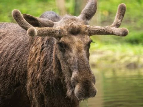 Head of a moose Stock Photos