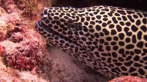 Head of moray leopard color on background coral underwater in sea of Maldives. Video stock 73644707