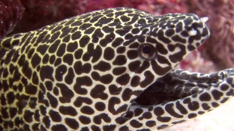 Head of moray leopard color on background coral underwater in sea of Maldives. Video stock 73645712