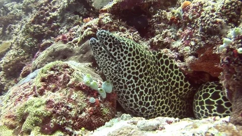 Head of moray leopard color on background coral underwater in sea of Maldives. Video stock 73647053