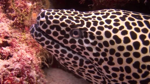 Head of moray leopard color on background coral underwater in sea of Maldives. Video stock 73679602