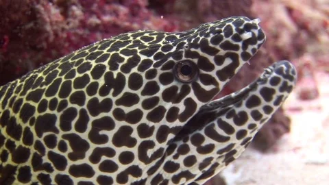Head of moray leopard color on background coral underwater in sea of Maldives. Video stock 73680171