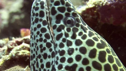Head of moray leopard color on background coral underwater in sea of Maldives. Stock Footage 73681506