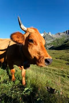 Head of mountain cow Foto stock