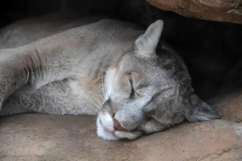 Head of Mountain Lion Stock Photos