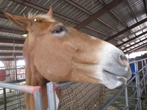 Head of a mule Stock Photos