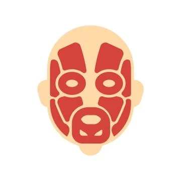 Head muscles system human body system. Face Muscular anatomy Stock Illustration