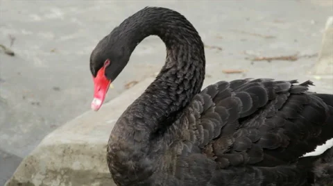 The head, neck and back of an Australian black swan, preening his wing Stock Footage 43721054