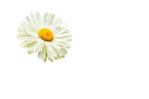Head of nice white yellow daisy isolated on white.Place for text Stock Illustration
