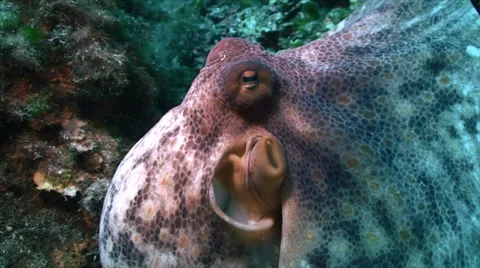 Head of octopus, close shot, mediterranean sea Video stock 42888807