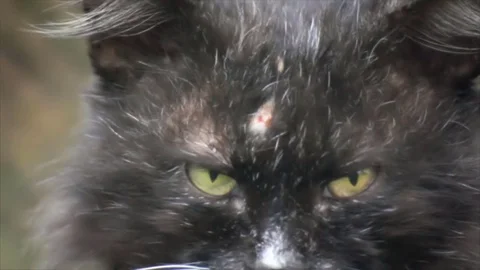 The head of the old cat Stock Footage 84723039