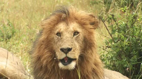 The head of the old Lion 3 Stock Footage 22261126