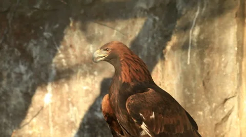 Head with open beak and shoulder of golden eagle, Aquila chrysaetos, Stock Footage 46572532