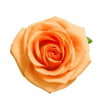 Head of orange rose Stock Photos