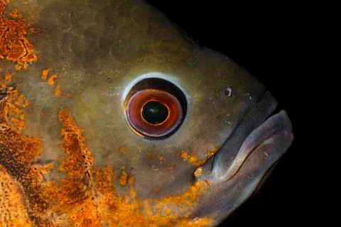 Head of a oscar fish 스톡 사진