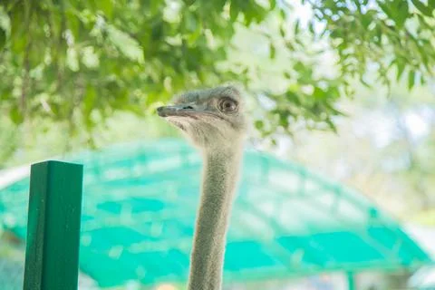 Head of an ostrich bird Stock Photos