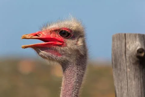 Head of an ostrich close up Stock Photos