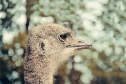 Head of the ostrich close-up Stock Photos