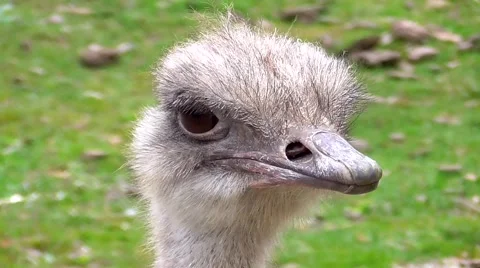 Head ostrich Vidéo 49586466