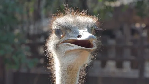 Head of ostrich. Stock Footage 118935539