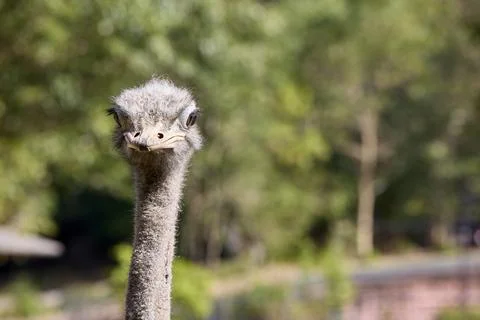 The head of an ostrich looking at the camera Stock Photos