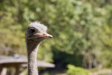 The head of an ostrich looking to the side Foto stock