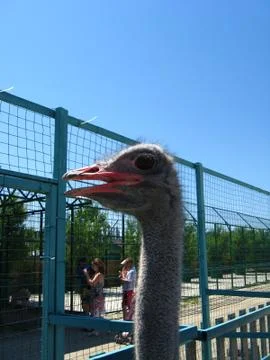 Head of an ostrich Stock Photos