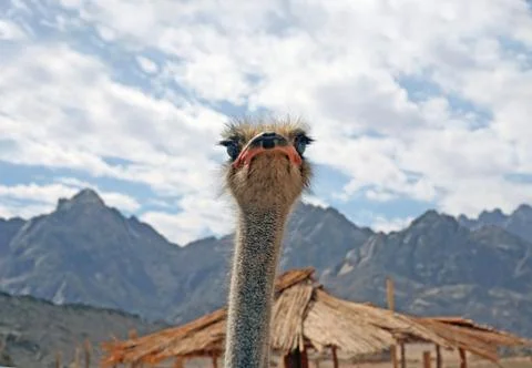 Head of an ostrich Stock Photos