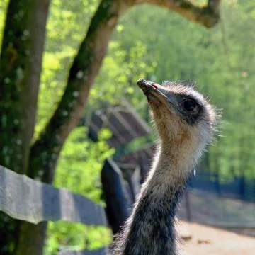 Head of ostrich Stock Photos