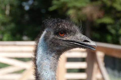Head of an ostrich Stock-Fotos